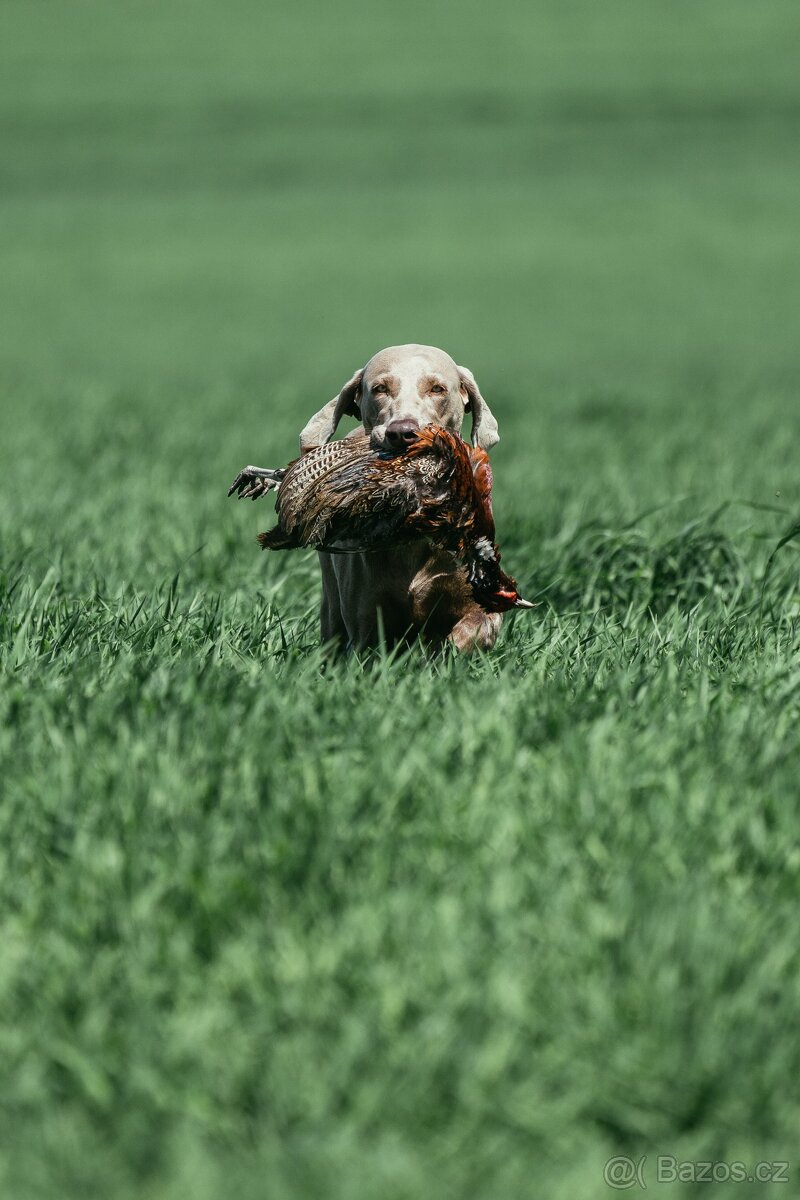 Zkoušky vloh 25.4.2026