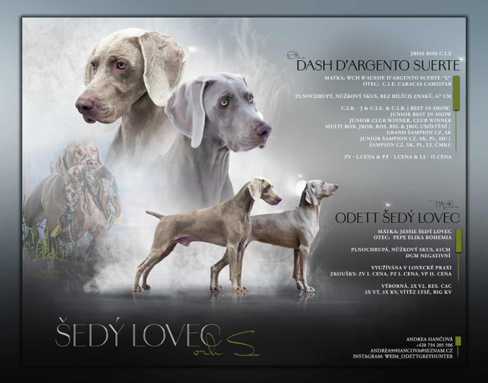 CHS Šedý lovec – Máme poslední dva volné pejsky z vrhu S!